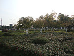 绿化植物