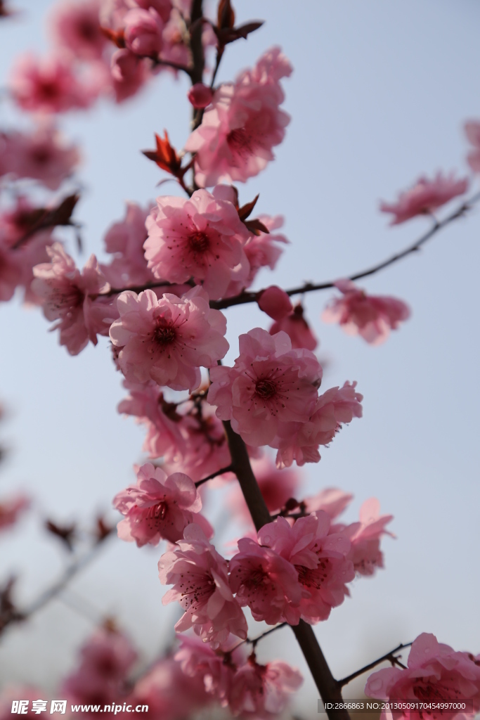 桃花