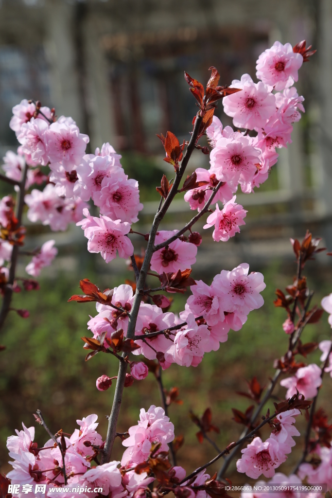 樱花