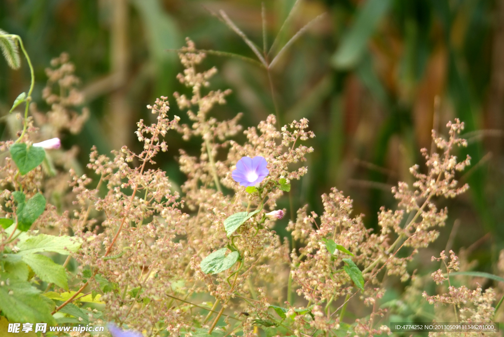 花草