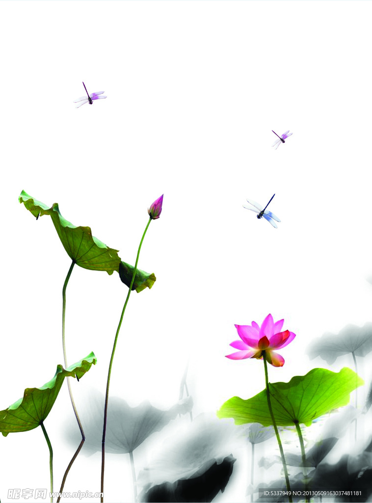 荷花
