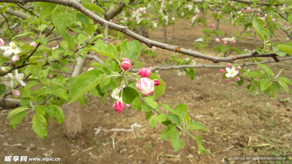 苹果花