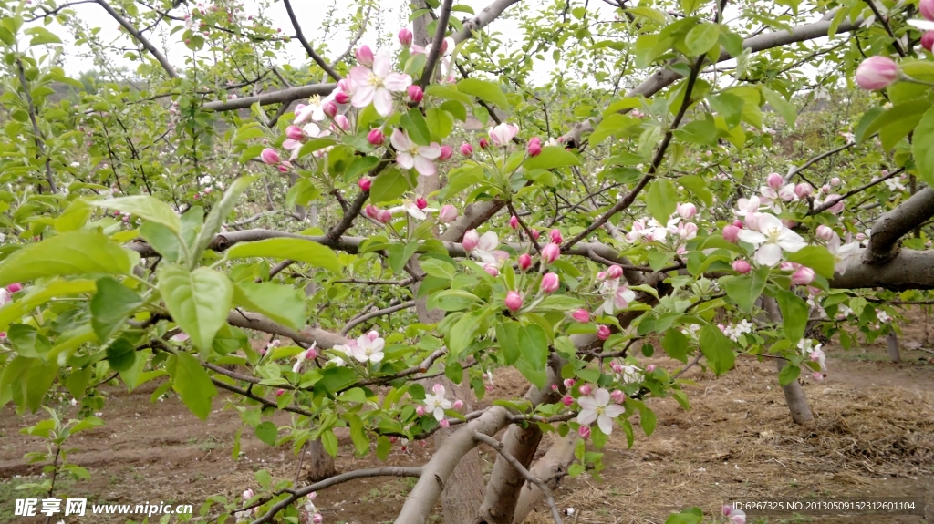 苹果花