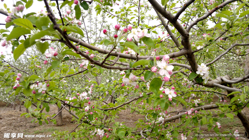 苹果花