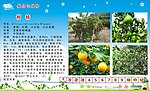 柑桔