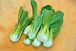 油菜