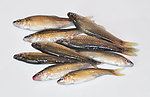 小河鱼