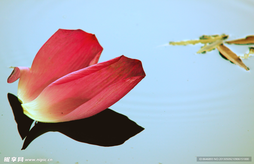 花瓣