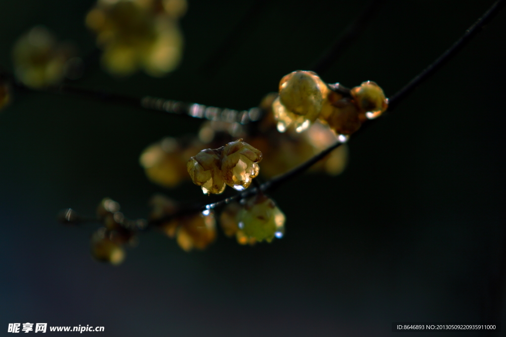 腊梅花