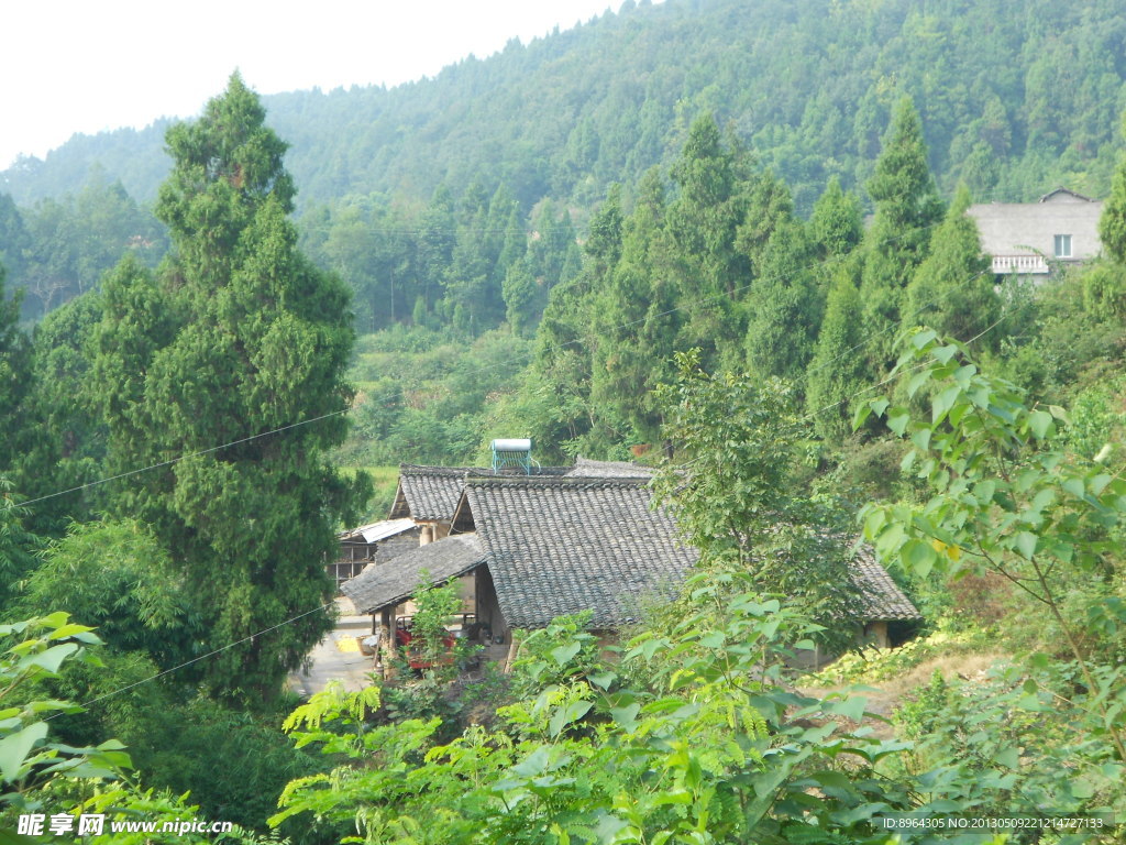 柏树