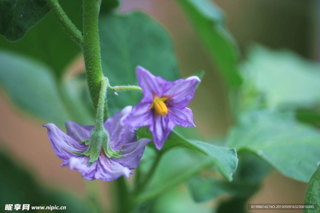 茄子花