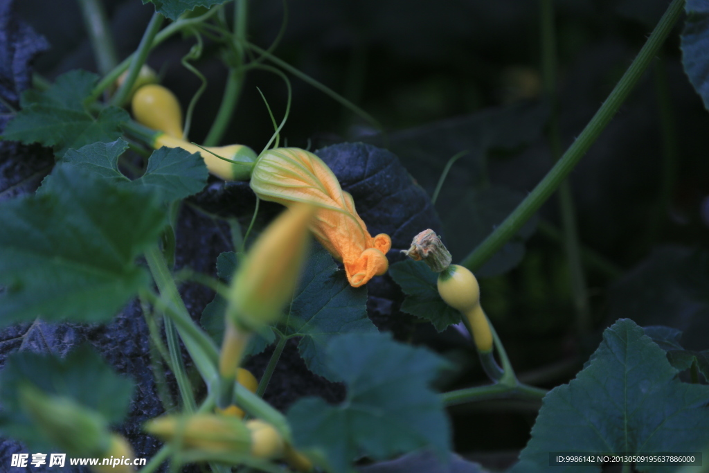 麦克风南瓜花