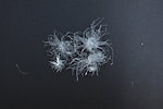 羽绒毛