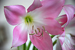 玉米兰花