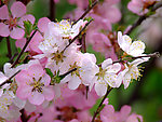 校园榆叶梅花