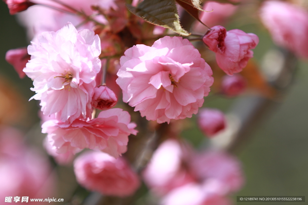 樱花