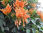 炮仗花