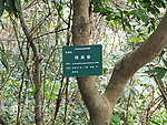 深圳 梧桐山 降真树