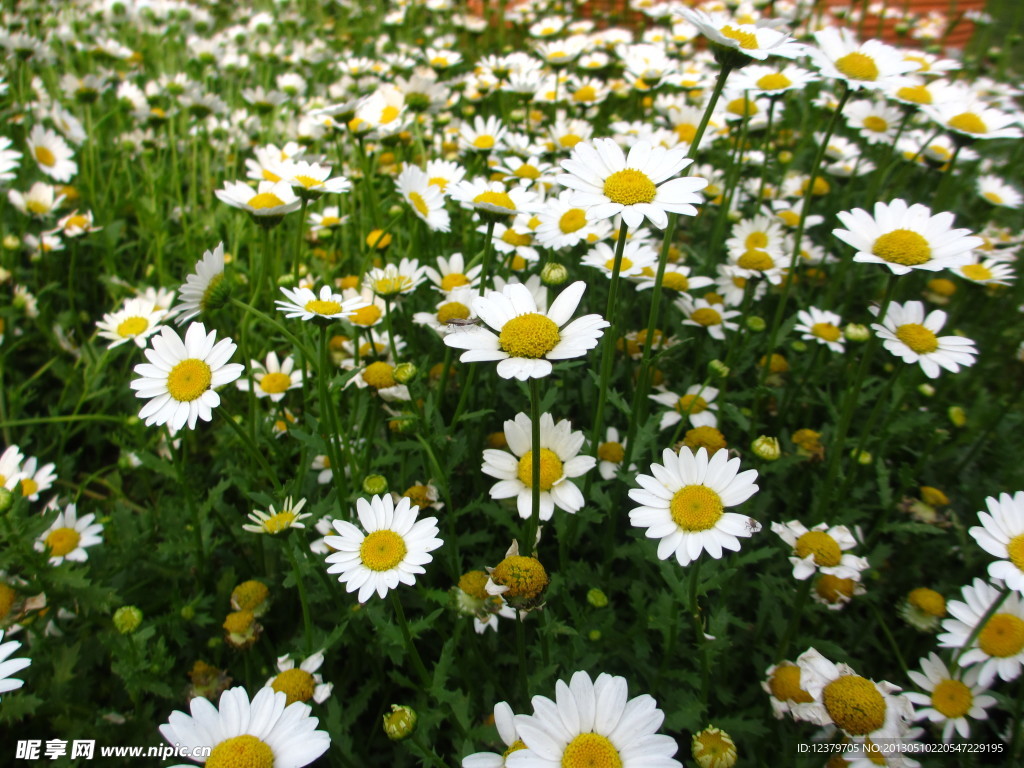 小邹菊 花朵 公园