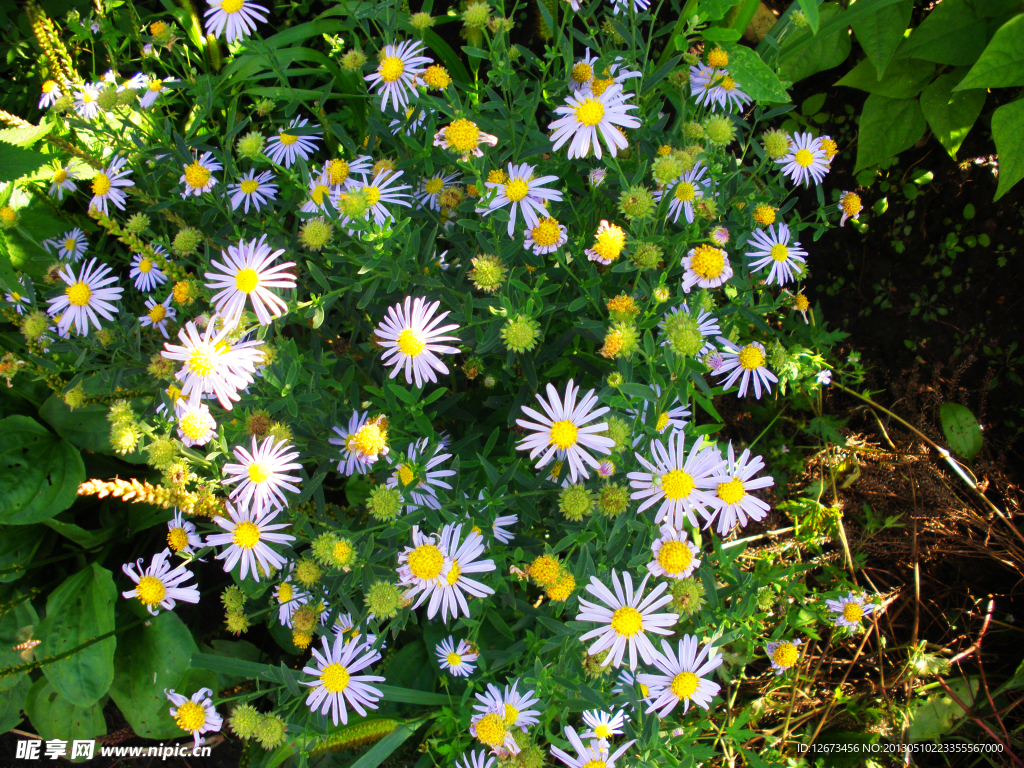 小波斯菊花