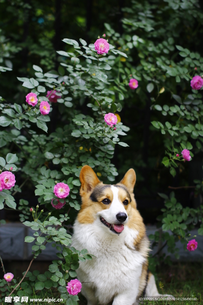 柯基犬与蔷薇花