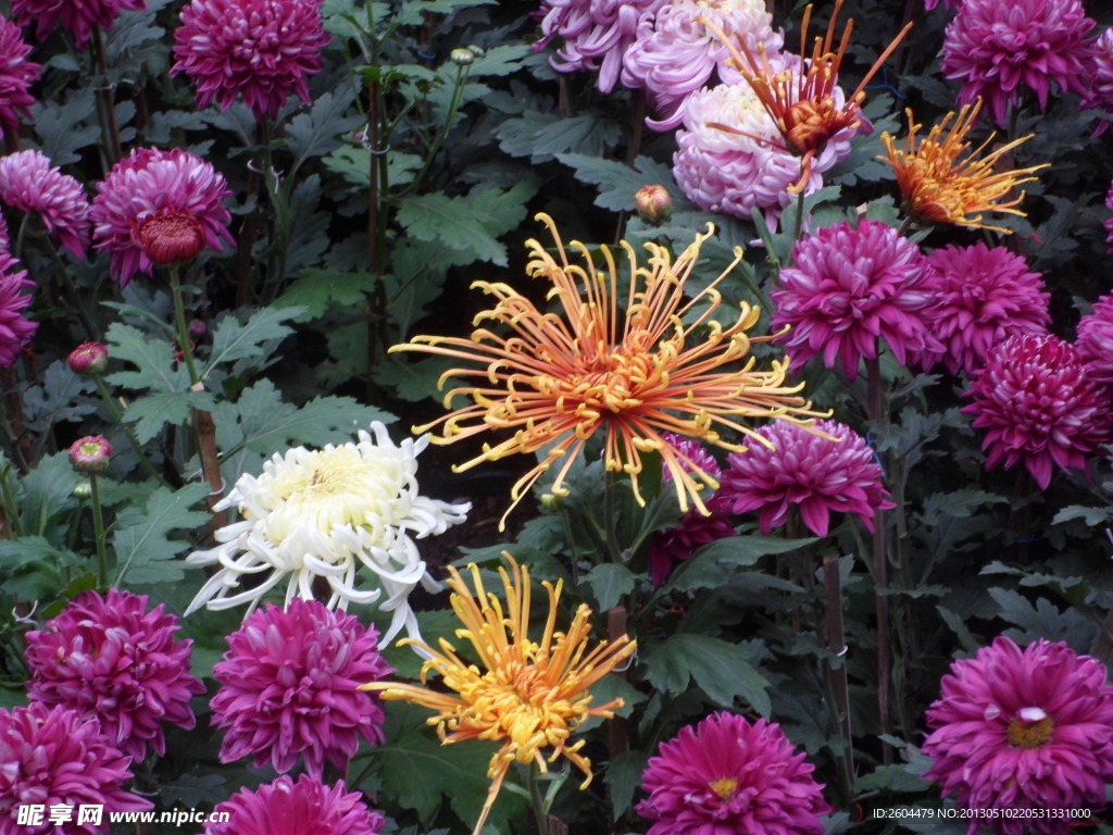 菊花