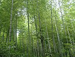竹林风景