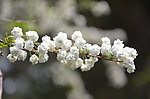 李叶绣线菊