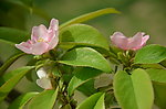 木瓜花