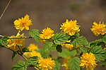重瓣棣棠花