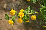 重瓣棣棠花