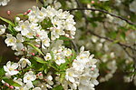 山荆子花