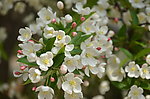 山荆子花