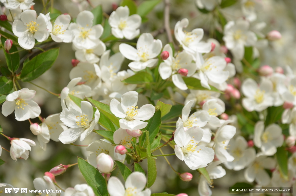 山荆子花