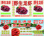 野生龙虾