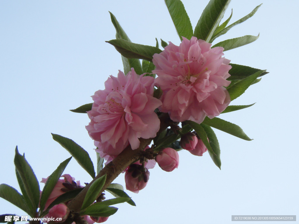 桃花