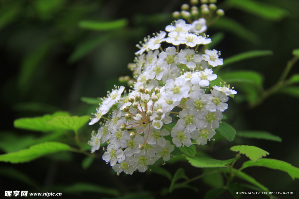 蜂窝花