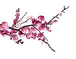 梅花