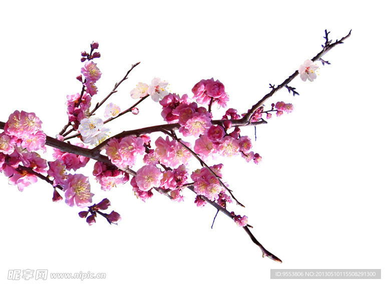 梅花