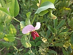 蚕豆花