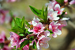 蜜蜂采蜜