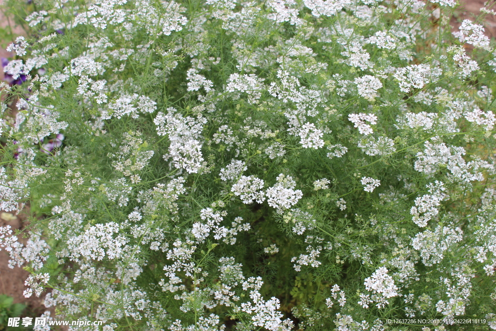 野花 白花