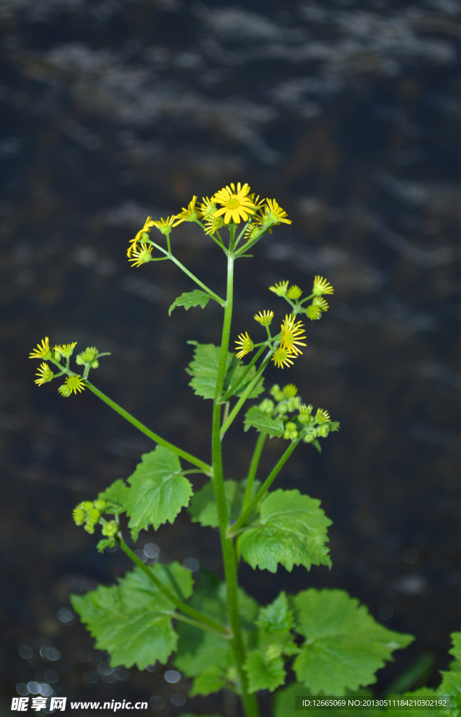 小黄花