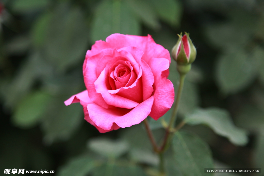粉色月季花