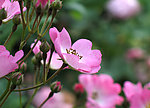 粉红蔷薇花