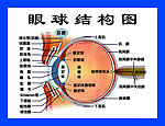 眼球结构图