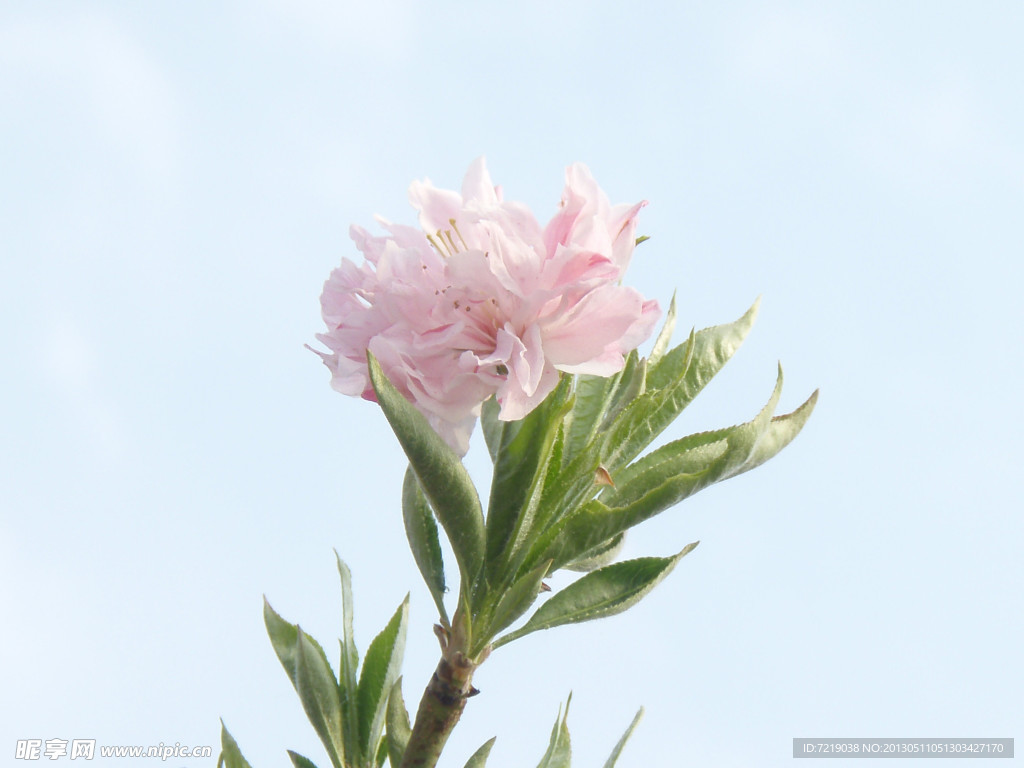 桃花