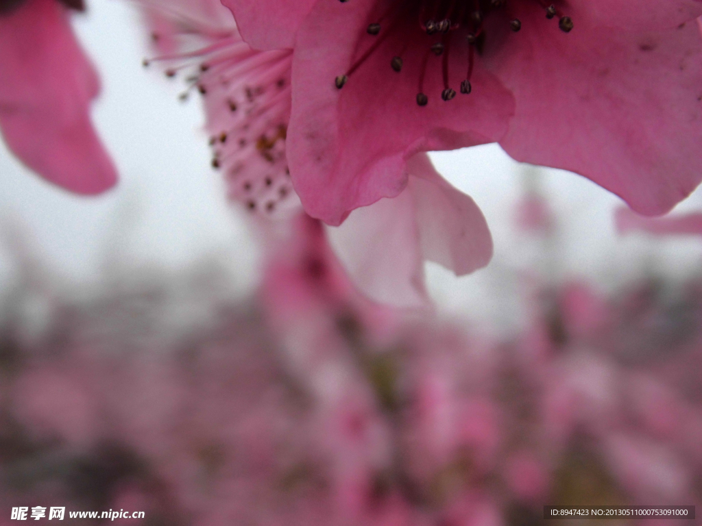 桃花