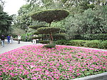 牵牛花