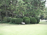 球形植物